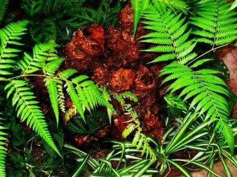 (金毛狮子药材,在农村后山上十分常见)一,"金毛狮子"生长习性"金毛