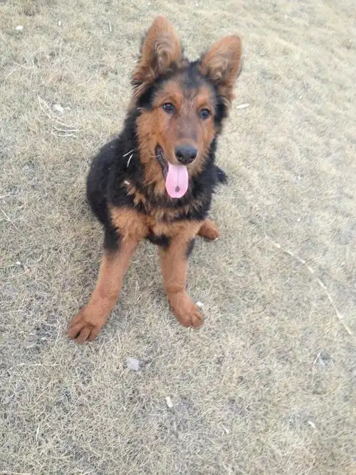 我家小狼狗4个多月,我想知道是《有病还是中毒,!