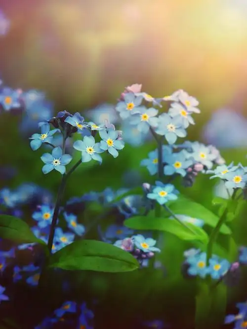 森系伤感意境清新图集 花朵唯美图片