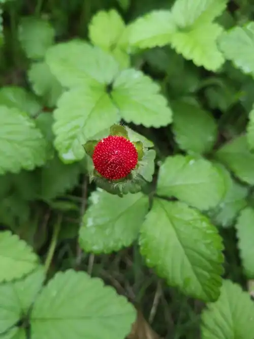 蛇莓- 飞驰的一团云朵 - 图虫