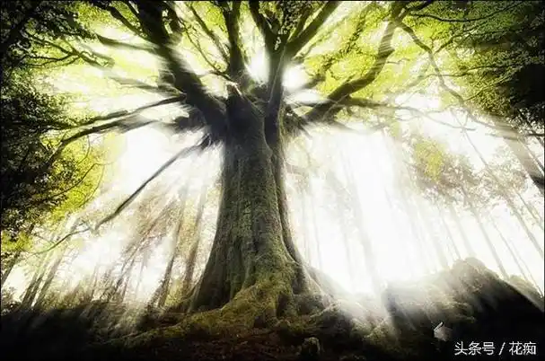 发光树,自己能发光亮的树,未来或可代替路灯照明!