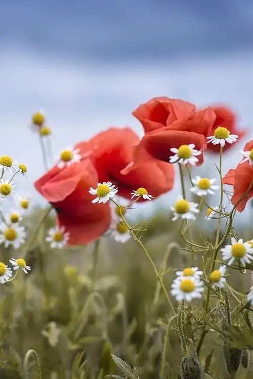 首页 鲜花 罂粟花