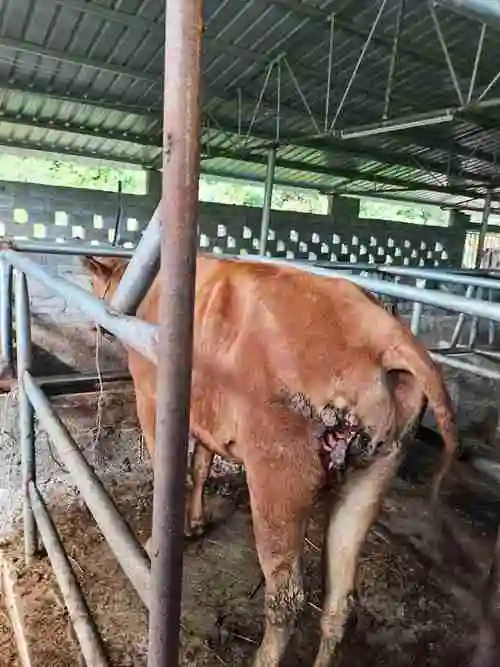 你好我想问一下牛得了结节病皮肤坏成这样了要用什么药