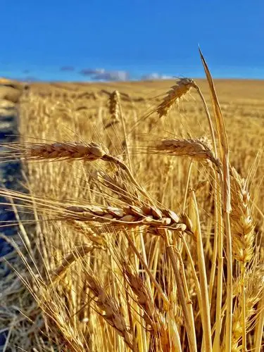 麦子成熟了,金灿灿的麦田,那一串串饱满充实的麦穗,承载着的,是农人