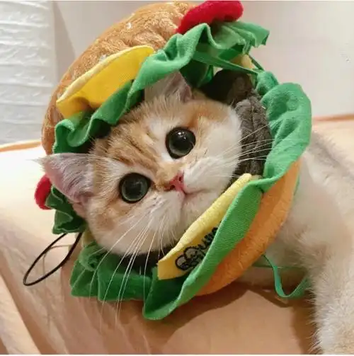 可爱喵星人卖萌头像图片 超级呆萌猫咪头像图片真实(8)张