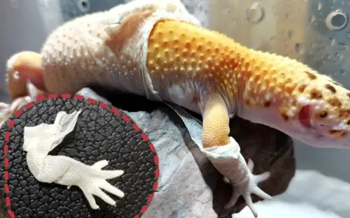 铲屎官up帮助豹纹守宫蜕皮解压丝滑太爽了哇