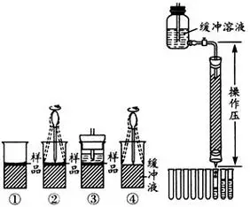 凝胶 >列表1[连线题]  下图是凝胶色谱法分离血红蛋白时样品加入和