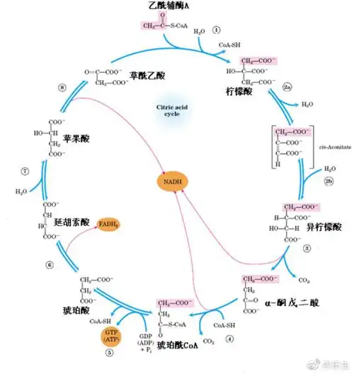 三羧酸循环的反应步骤