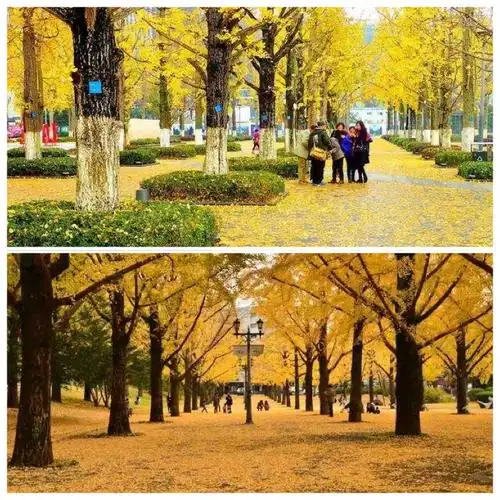 博爵堡 采用的名贵树种 - 美篇