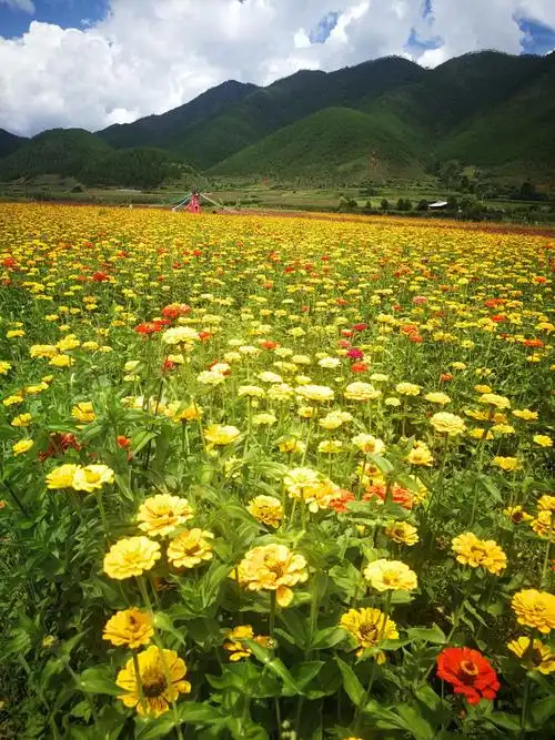 美丽心情,美丽风景