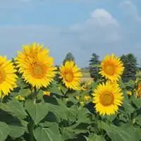 微信头像风景花草大自然美景_微信头像图片大全