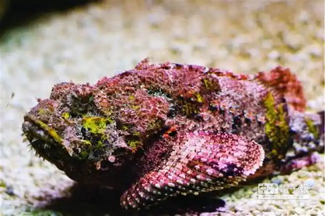 世界十大致命毒物 最猛蛇类竟然在