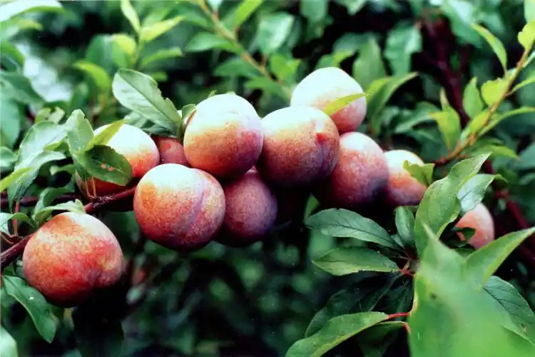 武宣县胭脂李得吃啦新鲜脆口味道酸甜适中果肉红嫩像胭脂