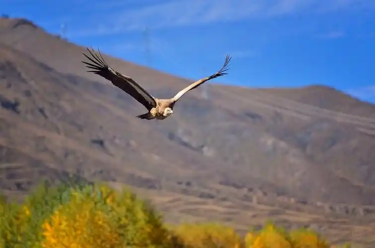 高原上飞翔的雄鹰
