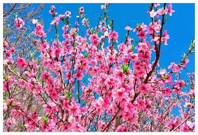 连云港桃花涧的春天,桃花盛开震撼来袭,今年有人去过吗?
