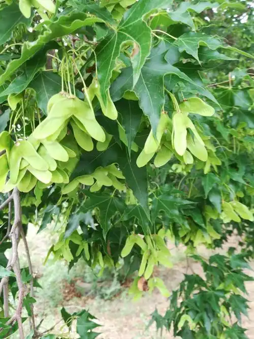 百年古枫树承载祖国绿水青山的壮志豪情(元宝枫)可比!摇钱树