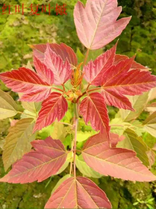 新品种彩叶树红叶糖槭红叶复叶槭 高度10公分以上 根系发达可邮寄