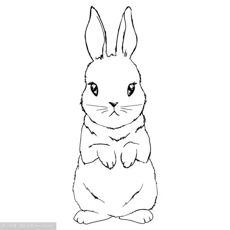 手绘兔子素描