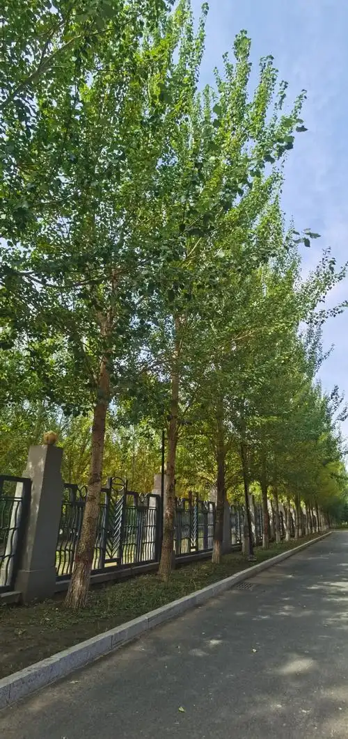 让胡路区随拍行道树