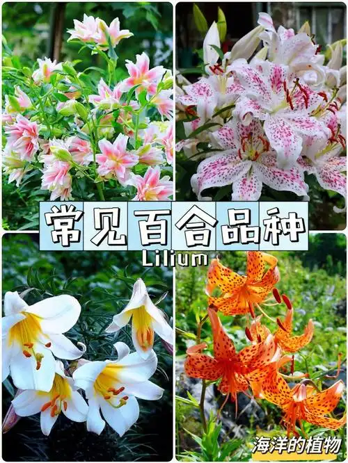 00球根植物很好种,现在很多人都有种百合花,但是对百合花的品种