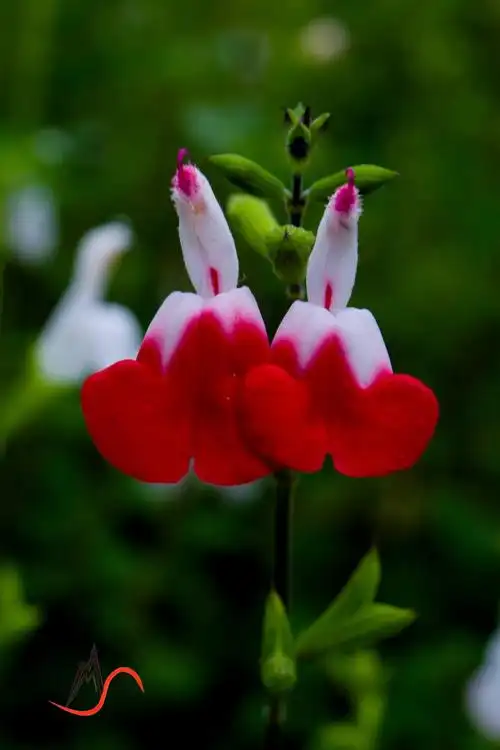 美丽的樱桃鼠尾草【已上麻辣首页】-都江堰论坛-麻辣社区