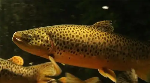 亚东鲑鱼(动物)_知识点_技点百科