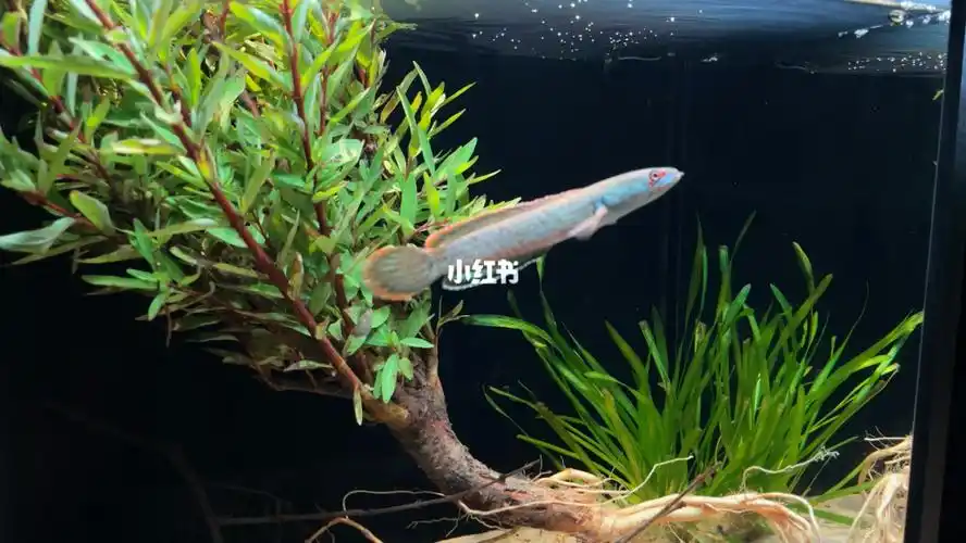 血斑一型雷龙水杨梅造景