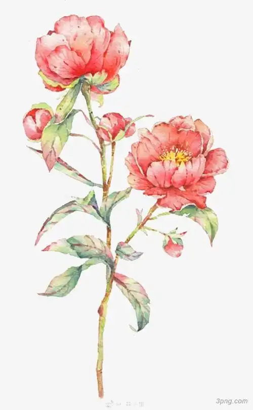 水彩红色牡丹花枝png素材透明免抠图片卡通手绘