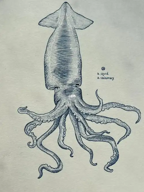 鱿鱼简单画法