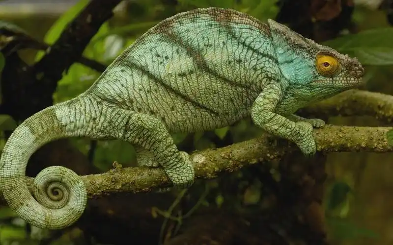 在分支的变色蜥蜴