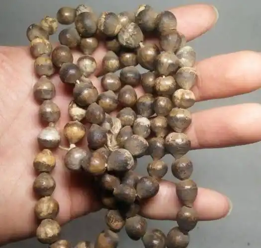 俗称"草珠子",20年前人们采摘做手串,门帘,如今30