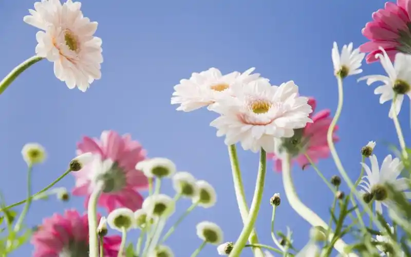 可爱小雏菊桌面壁纸