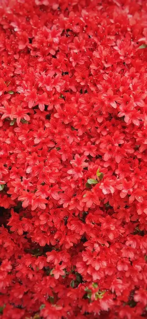 红色高清壁纸红色代表热情活泼热闹温暖幸福吉祥