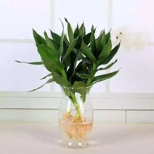 富贵竹摆放位置哪里最好(家中的三个位置)2