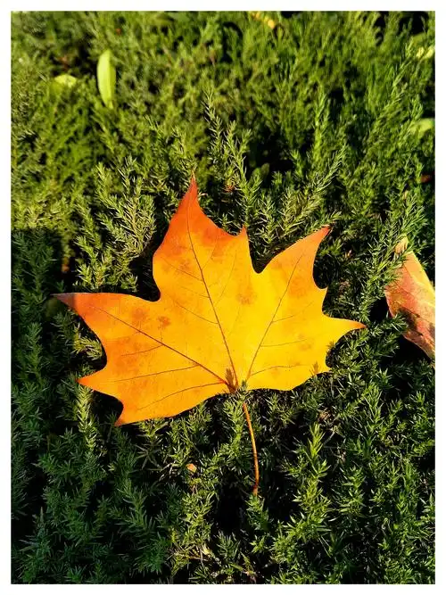 落叶篇之悬铃木叶