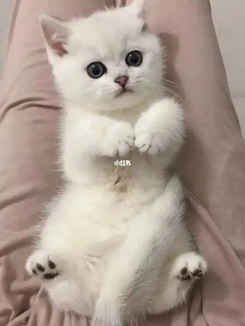 小时候的银渐层像只小天使一样哦 炒鸡乖巧 黏人 可爱 能吃猫粮了,不