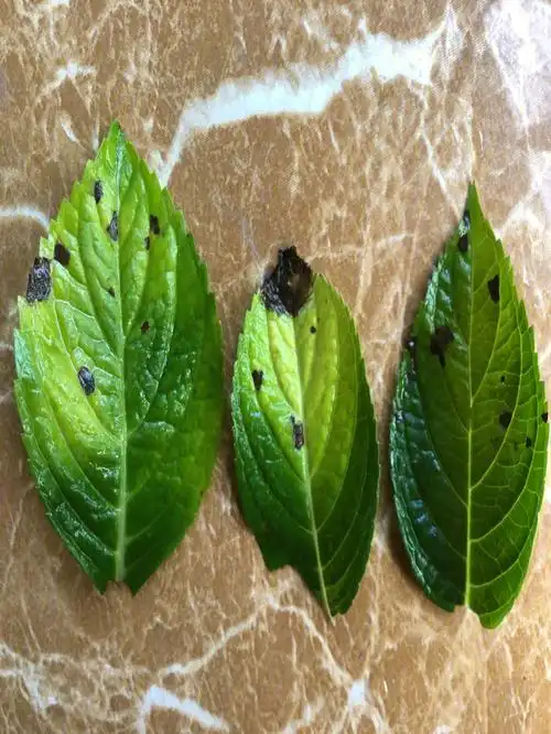 绣球花病虫害求解