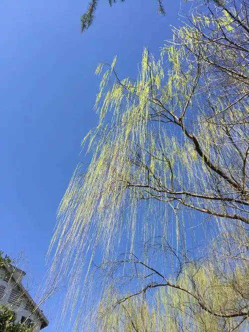 鲜嫩的垂柳随风飘