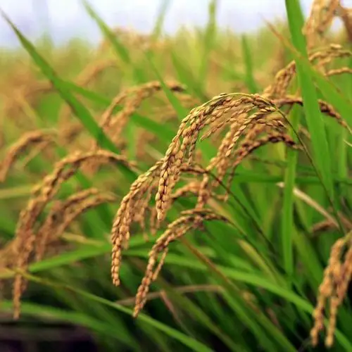 稻穗压弯了腰儿_微信头像风景图片_扣扣居