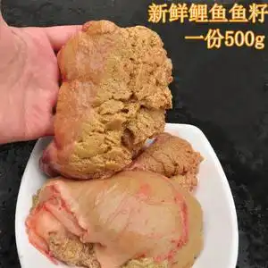 新鲜鱼籽 鲤鱼籽 鱼籽新鲜 鱼蛋现杀鲜活淡水鱼子鱼