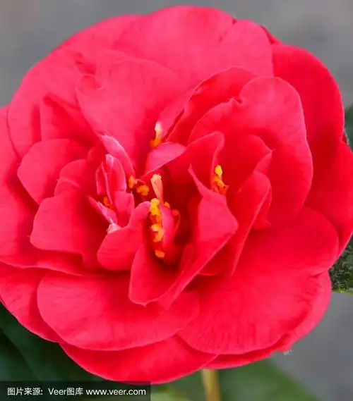 红色山茶花的形象,山茶花在早春开花