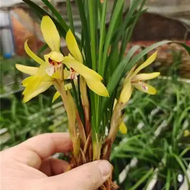 四川春兰五朵金花:金鸡黄 - 中国兰花交易网