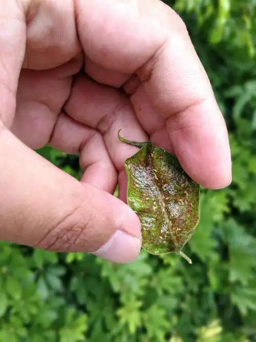 垂榕—蓟马(锉吸式口器)