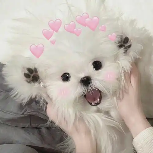 无水印头像##情侣头像