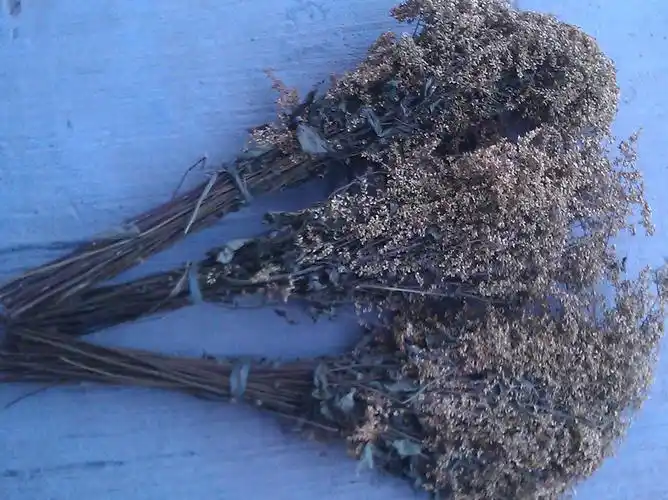 野生六月六月雪花草茶夏季凉茶清凉中暑降暑解暑其他食品