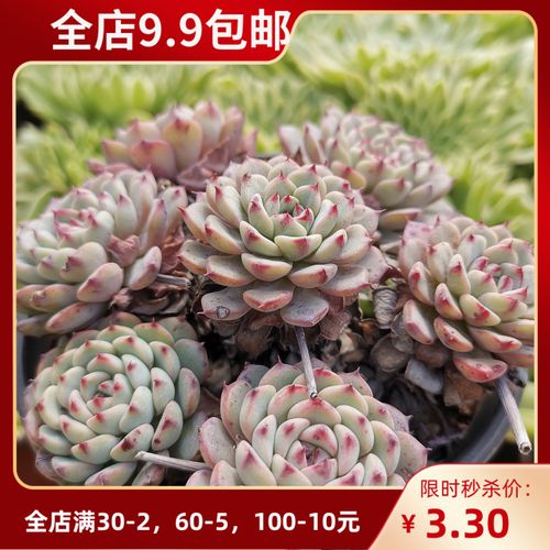 蓝姬莲老桩多头群生大棵多肉植物防辐射盆栽花卉 群生绿植