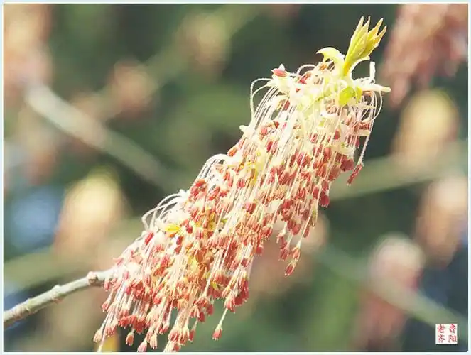 大好春光赏花容一一一我喜欢的树一一金叶复叶槭