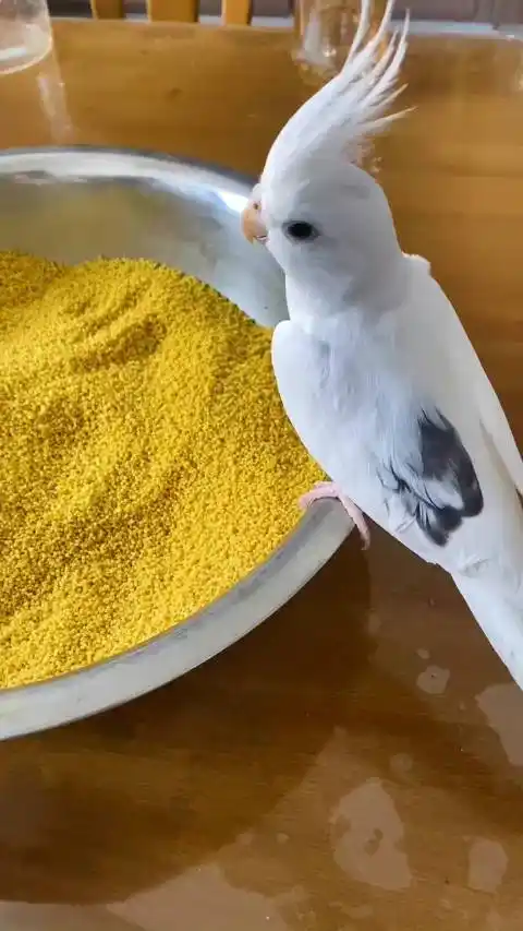 这个颜色的小鸡好好看啊