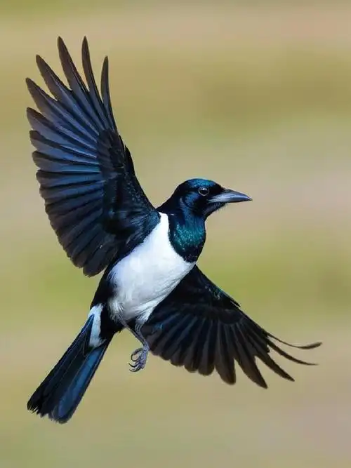 喜鹊:"您的喜报到了,请签收"!