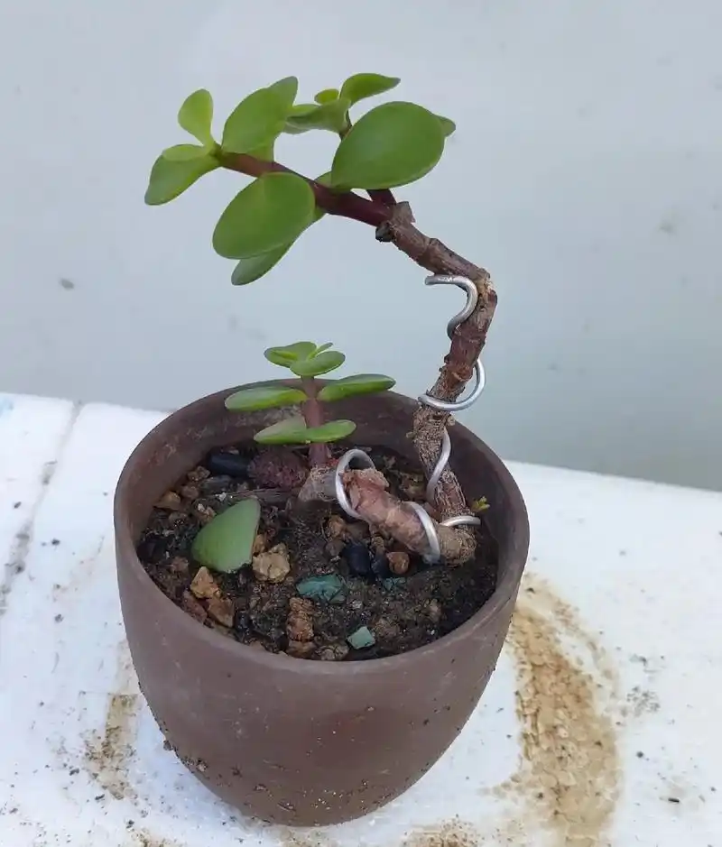 给金枝玉叶造型,是所有盆景素材中最简单的一种 - 抖音